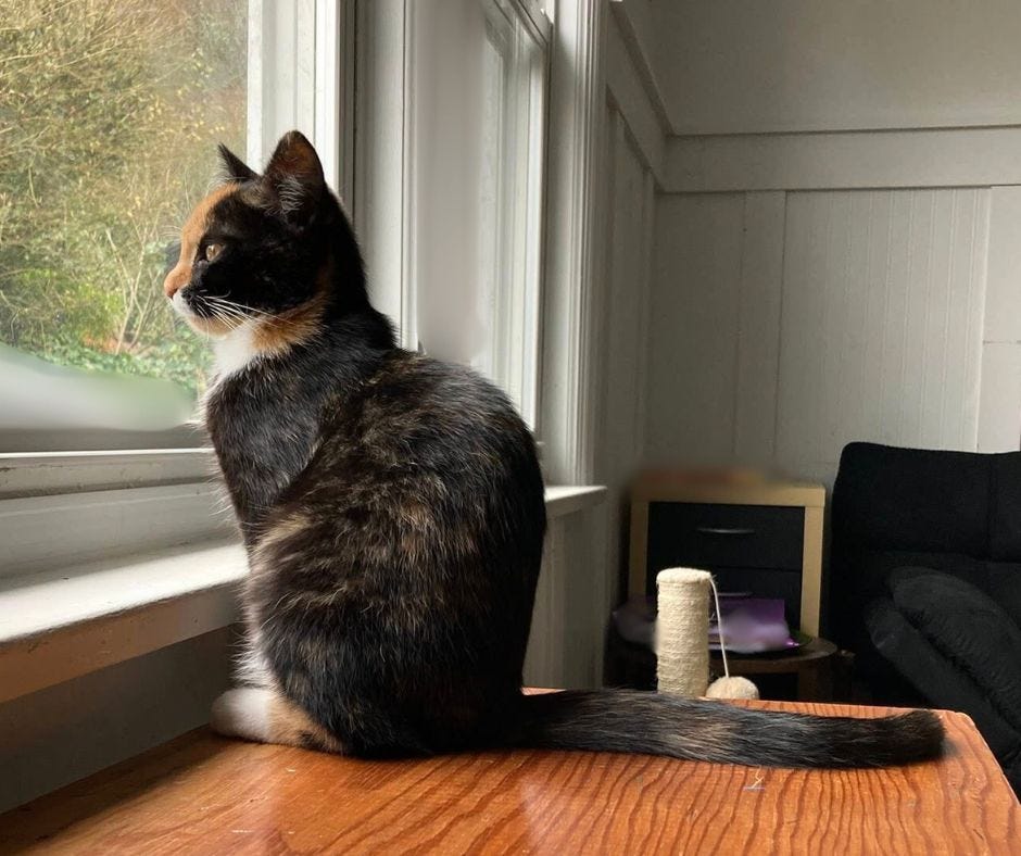 Henri, a 5 month old tortoiseshell kitten, sits on a wooden surface looking out a window