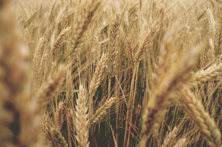 Yes, I Have Celiac, No, I Do Not