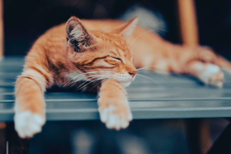 an orange cat sleeps with its paws out stretched towards the camera