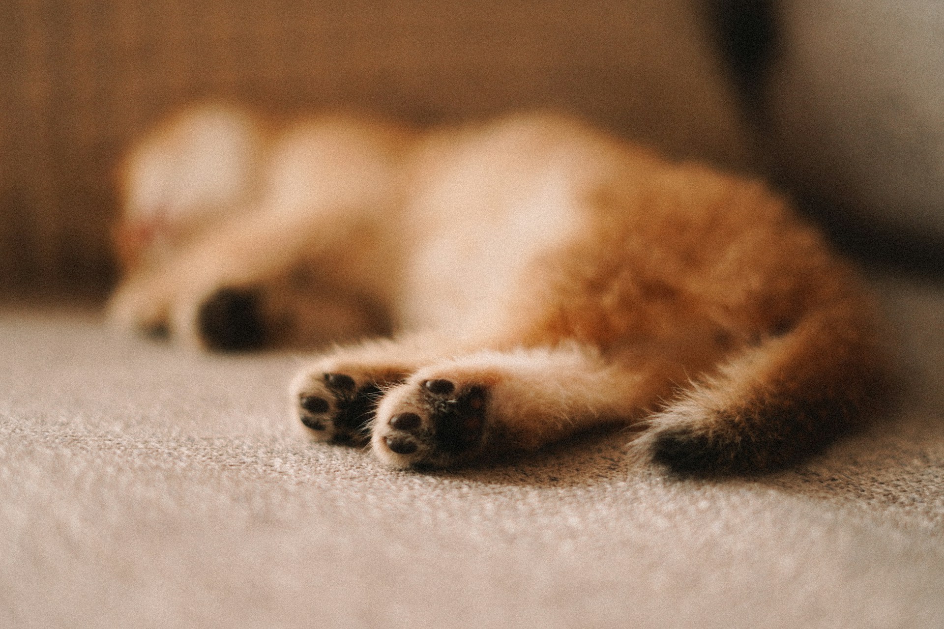 image of a cat laying down