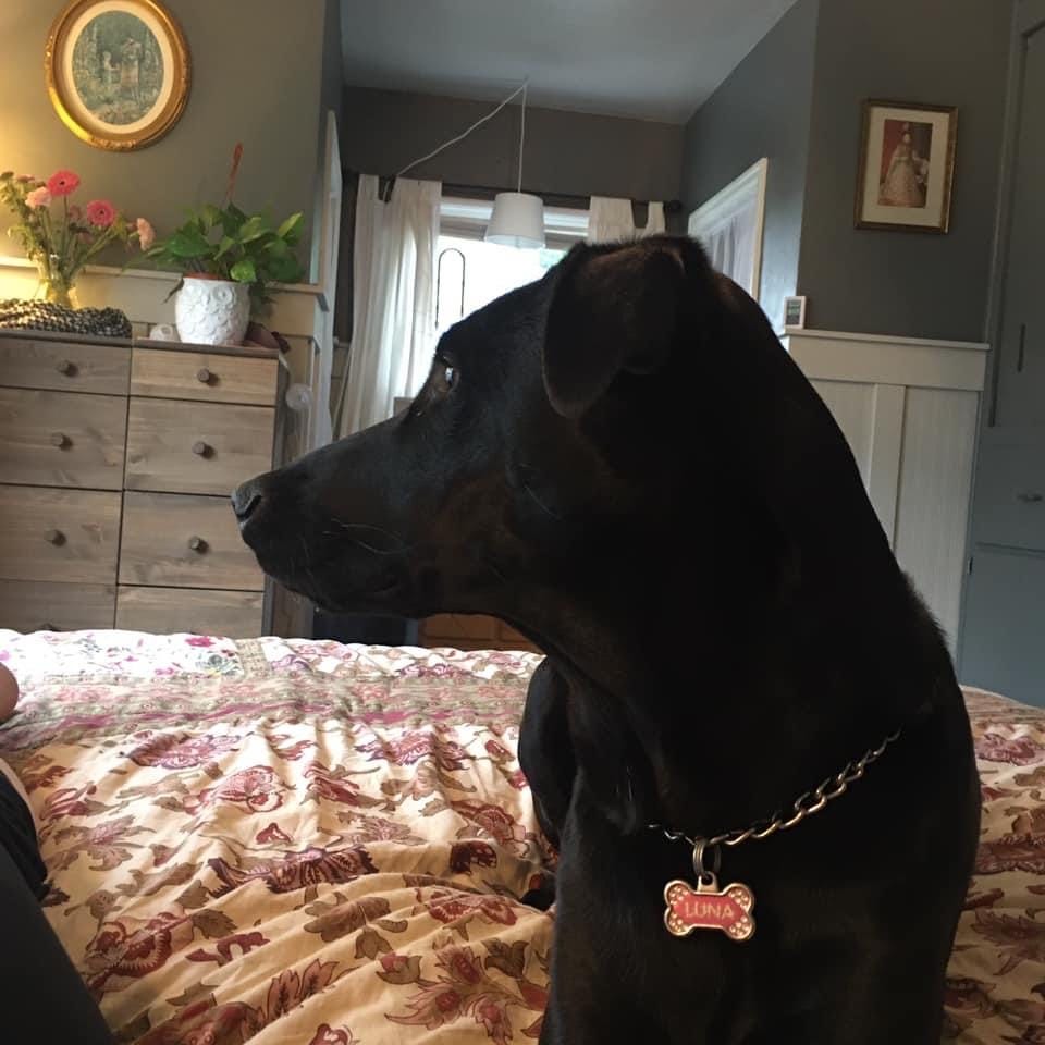 A black dog wearing a pink collar that says "Luna" looks left out of a window.