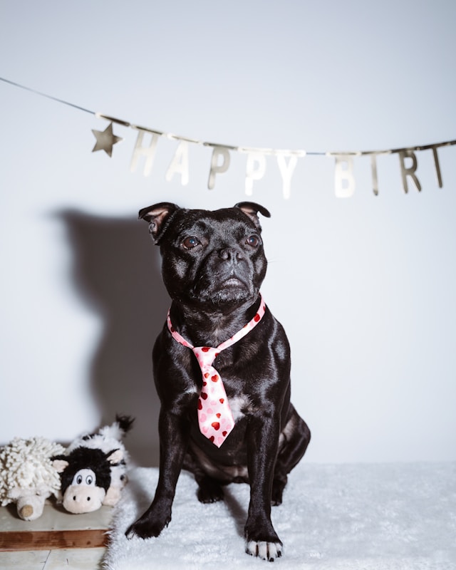 Today is my dog’s birthday