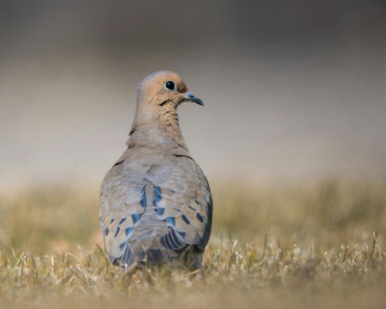A serene mourning dove perched on grass showcasing its distinct plumage.