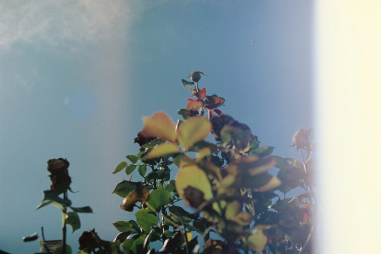 view of blue sky behind rose bush by Photo by thamara on Unsplash