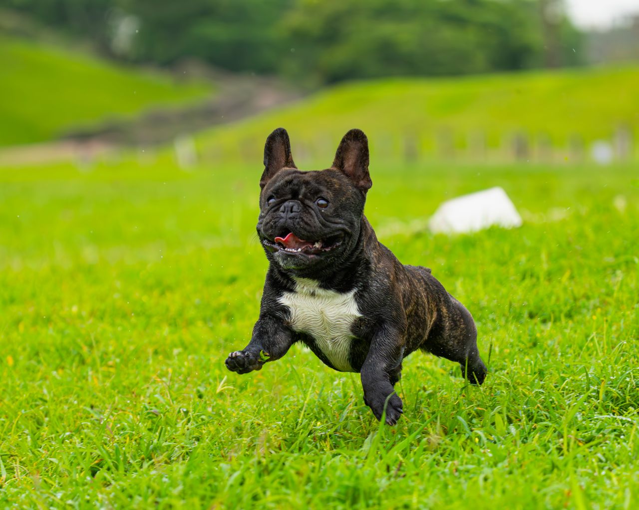 A brindle and white small dog is running happily across bright green grass